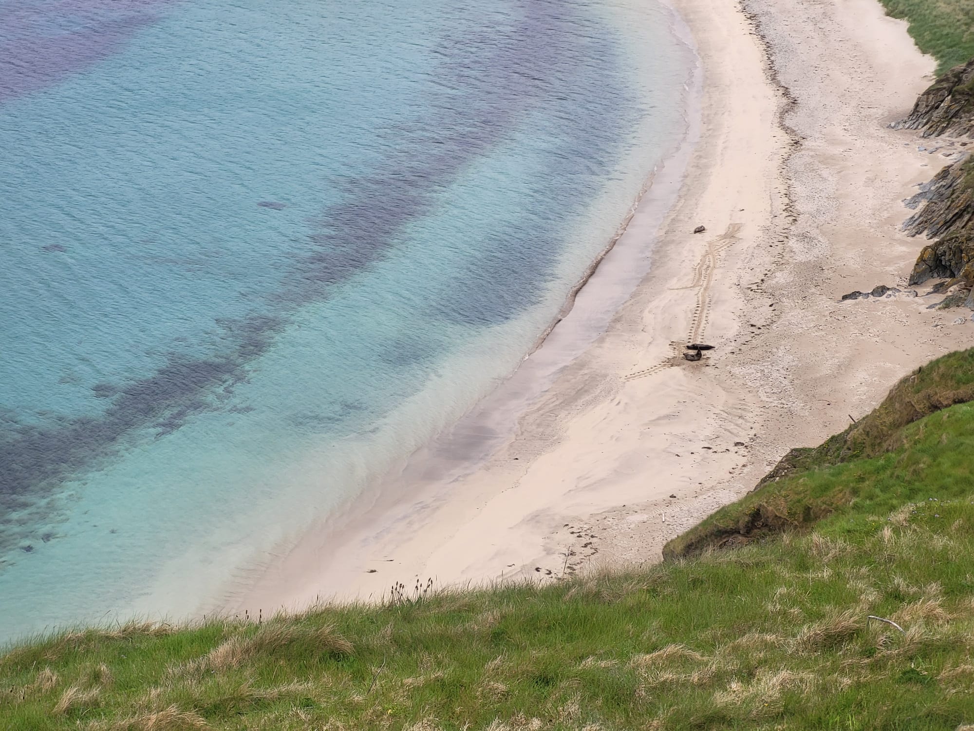 Phoques sur la côte écossaise, Écosse