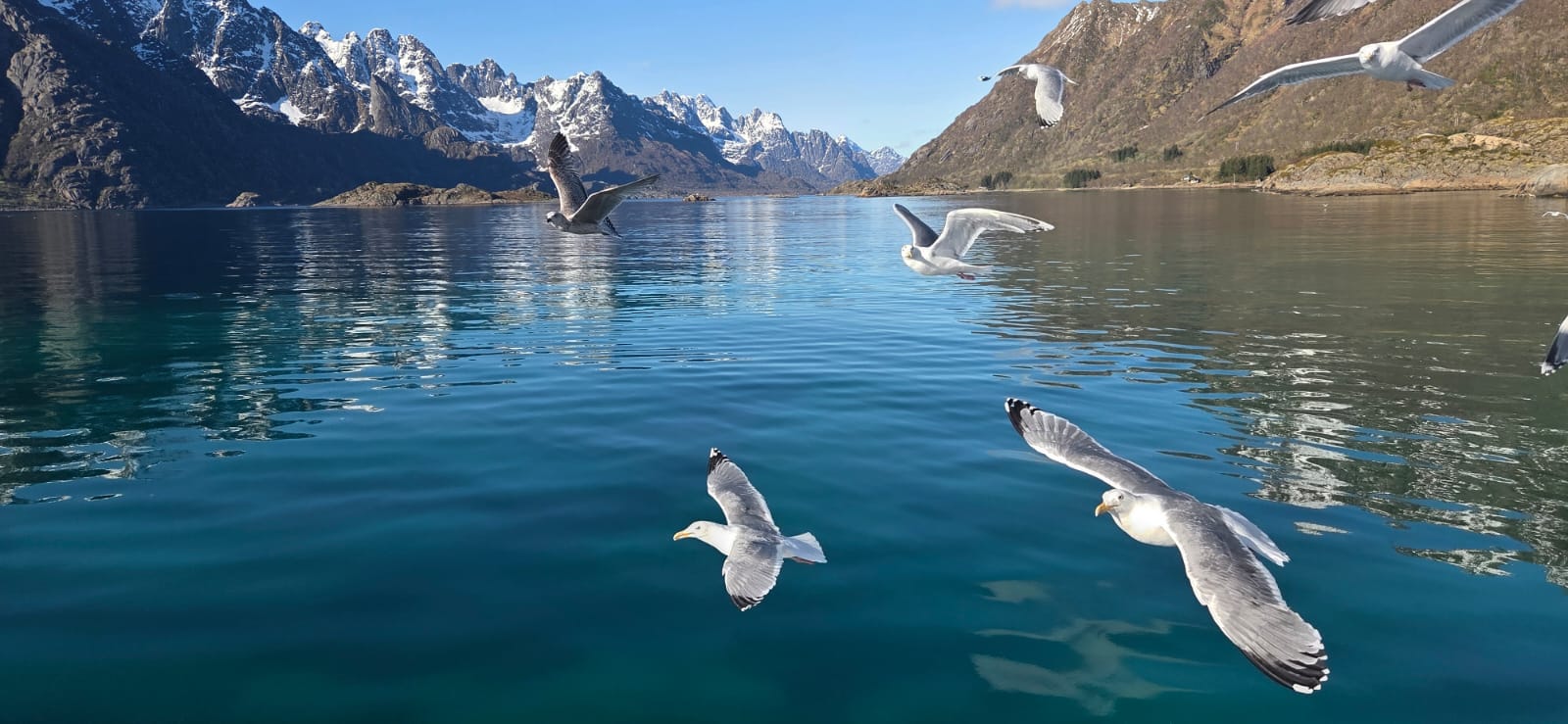 Mouettes aux îles Lofoten, Norvège